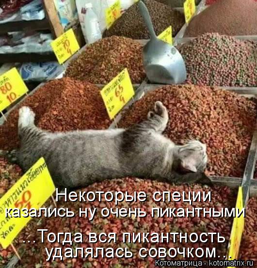 Котоматрица: Некоторые специи казались ну очень пикантными ...Тогда вся пикантность удалялась совочком...