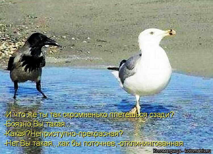 Котоматрица: -И что же ты так скромненько плетёшься сзади? -Боязно,Вы такая...  -Какая?Неприступно-прекрасная? -Нет.Вы такая..,как бы поточнее,-отклинингован