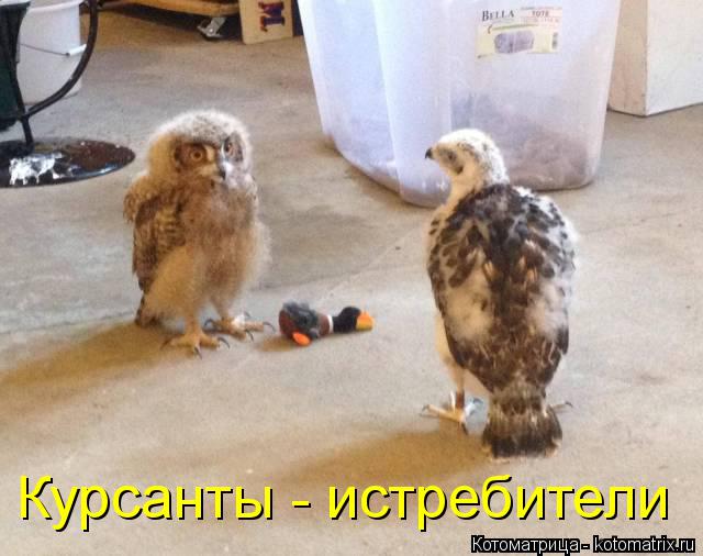 Курсанты - истребители... Котоматрица: Курсанты - истребители