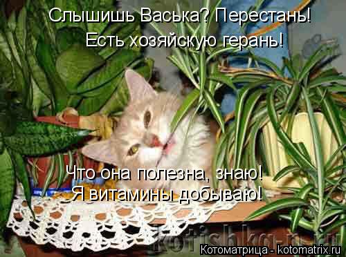 Котоматрица: Слышишь Васька? Перестань!   Есть хозяйскую герань! Что она полезна, знаю! Я витамины добываю!