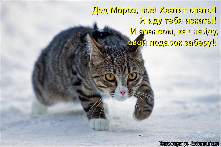 Котоматрица: Дед Мороз, все! Хватит спать!! Я иду тебя искать!! И авансом, как найду, свой подарок заберу!!