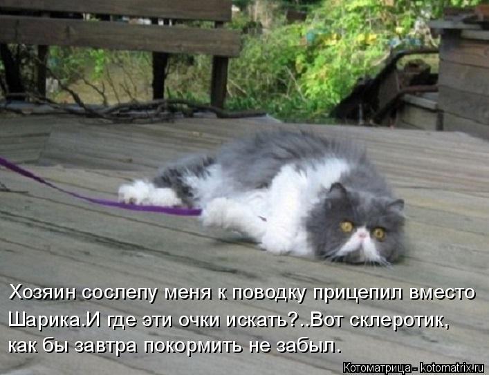 Котоматрица: Хозяин сослепу меня к поводку прицепил вместо Шарика.И где эти очки искать?..Вот склеротик, как бы завтра покормить не забыл.