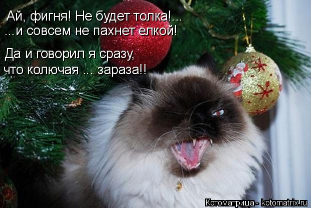 Котоматрица: Ай, фигня! Не будет толка!... ...и совсем не пахнет елкой! Да и говорил я сразу, что колючая ... зараза!!
