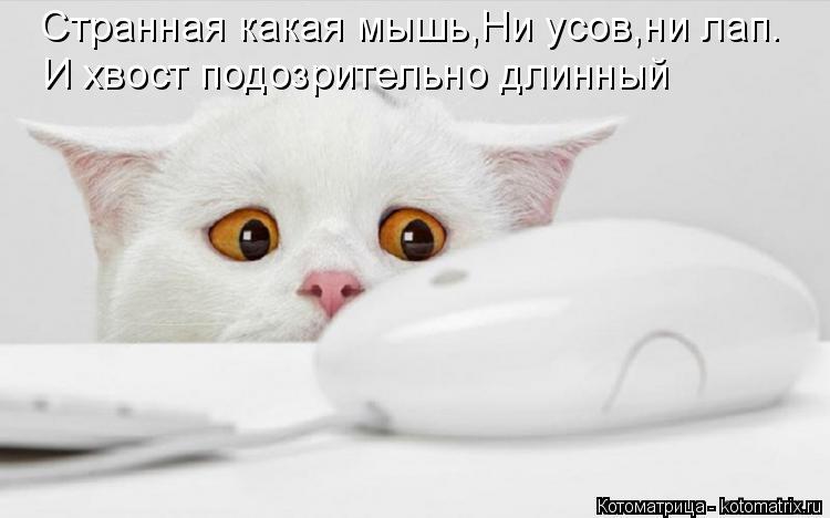 Котоматрица: Странная какая мышь,Ни усов,ни лап. И хвост подозрительно длинный