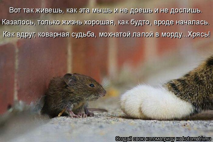 Котоматрица: Вот так живешь, как эта мышь и не доешь и не доспишь. Казалось, только жизнь хорошая, как будто, вроде началась.  Как вдруг, коварная судьба, мо