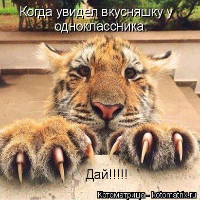Котоматрица: Когда увидел вкусняшку у одноклассника: Дай!!!!!