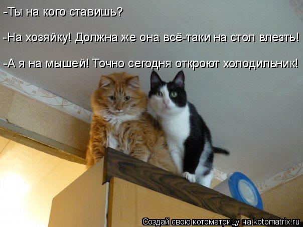 -На хозяйку! Должна же она всё-таки на стол влезть! -Ты на кого ставишь? -А я на мышей! Точно сегодн... Котоматрица: -На хозяйку! Должна же она всё-таки на стол влезть! -Ты на кого ставишь? -А я на мышей! Точно сегодня откроют холодильник!
