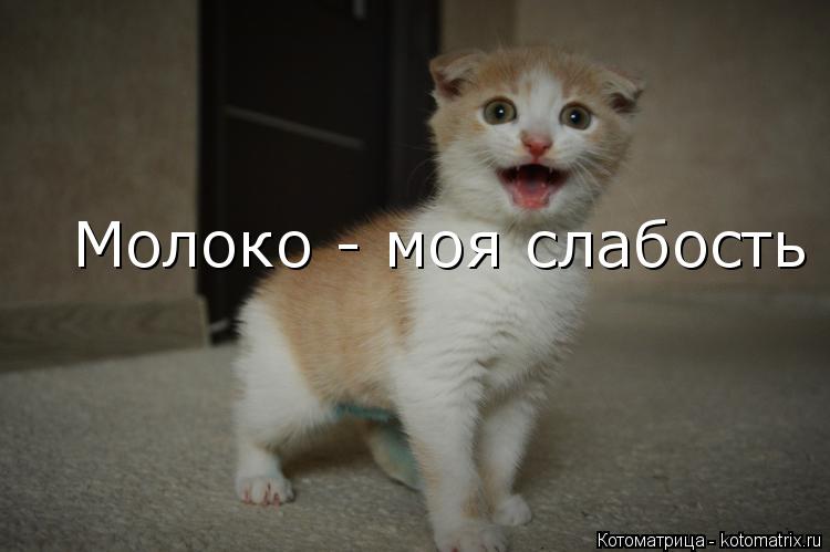Котоматрица: Молоко - моя слабость