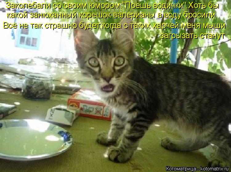 Котоматрица: Заколебали со своим юмором:"Поешь водички".Хоть бы какой занюханный корешок валерианы в воду бросили. Всё не так страшно будет,когда с таких