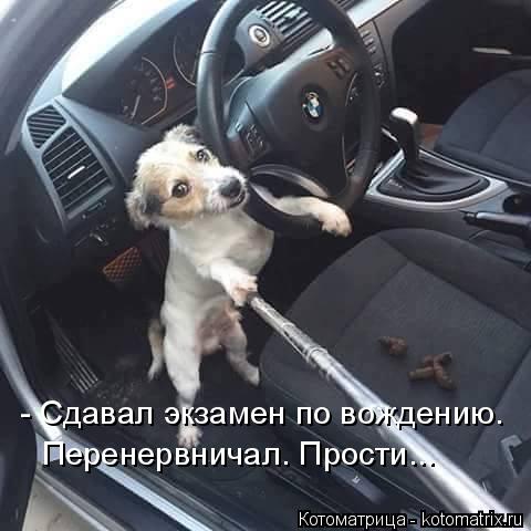 Котоматрица: - Сдавал экзамен по вождению. Перенервничал. Прости...