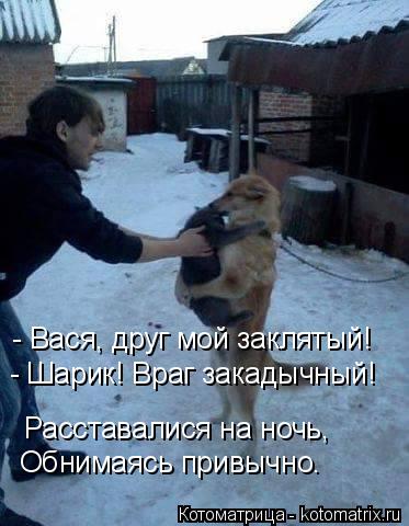 Котоматрица: - Вася, друг мой заклятый! - Шарик! Враг закадычный! Расставалися на ночь, Обнимаясь привычно.