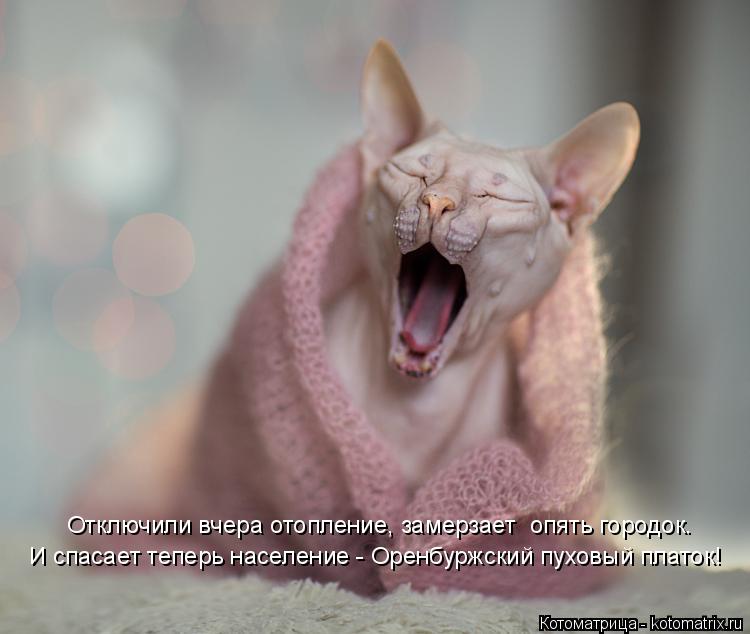 Котоматрица: И спасает теперь население - Оренбуржский пуховый платок! Отключили вчера отопление, замерзает  опять городок.