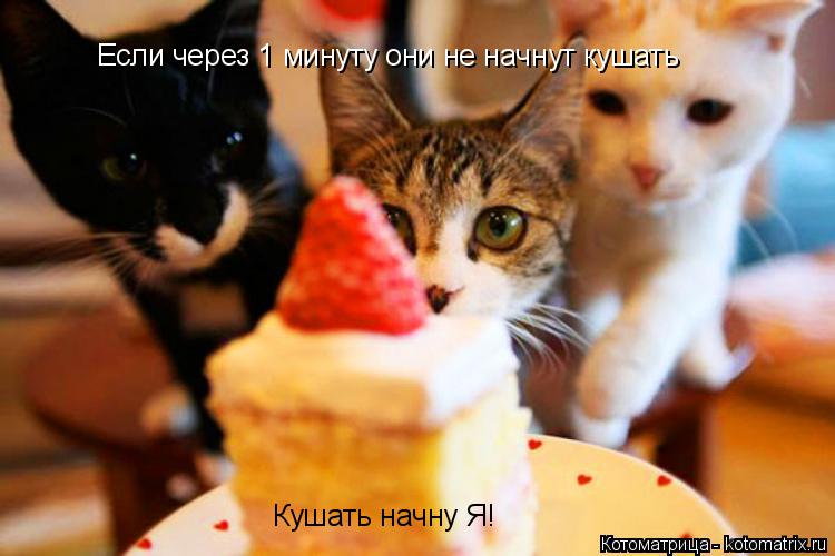 Котоматрица: Если через 1 минуту они не начнут кушать Кушать начну Я!