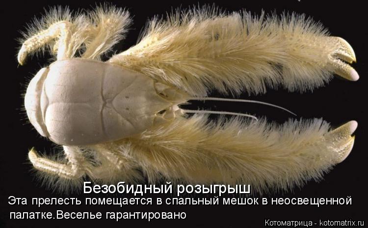 Котоматрица: Эта прелесть помещается в спальный мешок в неосвещенной Безобидный розыгрыш палатке.Веселье гарантировано