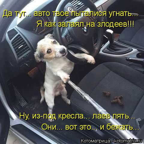 Да тут... авто твое пыталися угнать... Я как залаял на злодеев!!! Ну, из-под кресла... лаев пять... О... Котоматрица: Да тут... авто твое пыталися угнать... Я как залаял на злодеев!!! Ну, из-под кресла... лаев пять... Они... вот это... и бежать...
