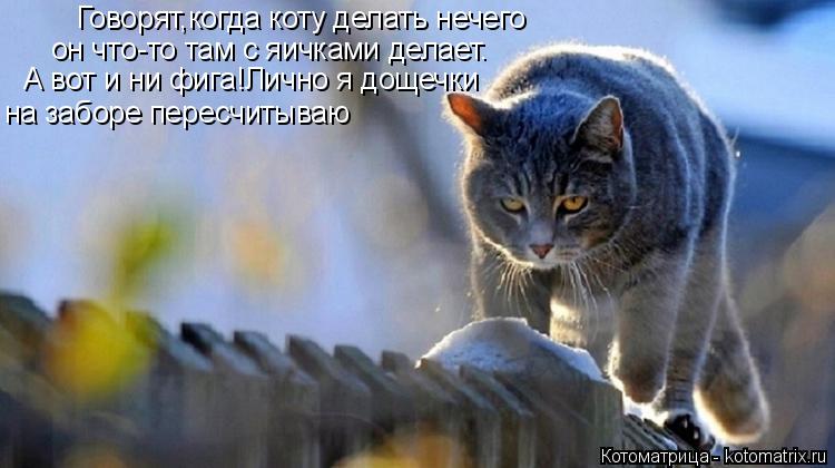 Котоматрица: А вот и ни фига!Лично я дощечки он что-то там с яичками делает. Говорят,когда коту делать нечего на заборе пересчитываю