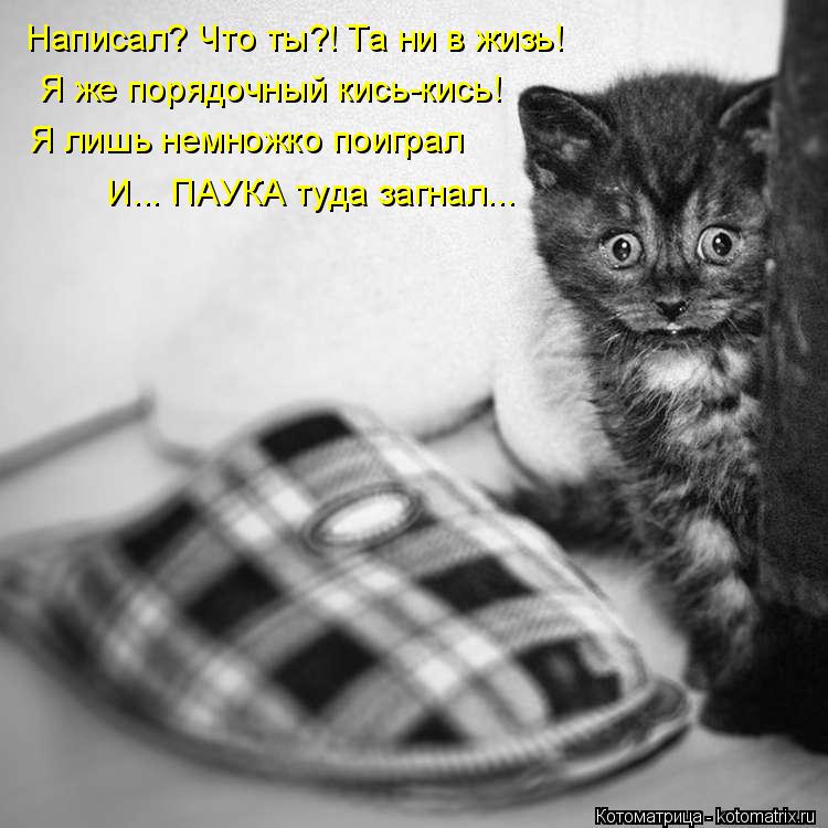 Написал? Что ты?! Та ни в жизь! Я же порядочный кись-кись! Я лишь немножко поиграл И... ПАУКА туда за... Котоматрица: Написал? Что ты?! Та ни в жизь! Я же порядочный кись-кись! Я лишь немножко поиграл И... ПАУКА туда загнал...