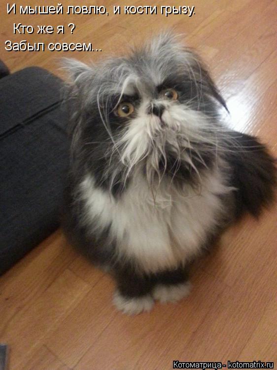 Котоматрица: И мышей ловлю, и кости грызу. Кто же я ? Забыл совсем...