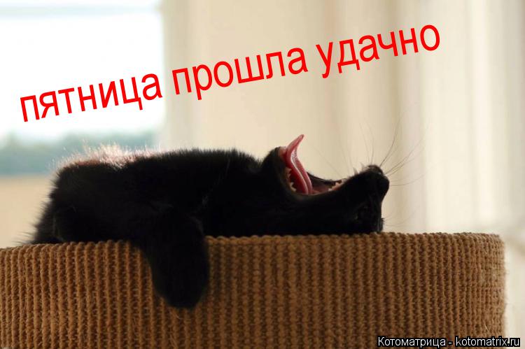 Котоматрица: пятница прошла удачно