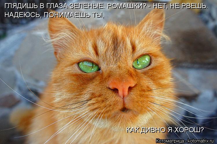 Котоматрица: ГЛЯДИШЬ В ГЛАЗА ЗЕЛЕНЫЕ. РОМАШКИ? - НЕТ, НЕ РВЕШЬ. НАДЕЮСЬ, ПОНИМАЕШЬ ТЫ,  КАК ДИВНО Я ХОРОШ?
