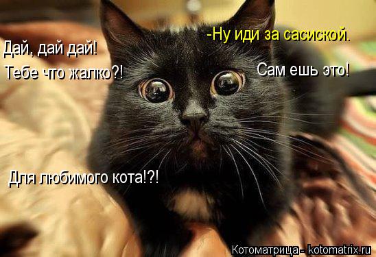 Котоматрица: Дай, дай дай! Тебе что жалко?! Для любимого кота!?! -Ну иди за сасиской.  Сам ешь это!