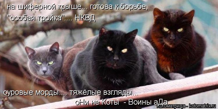Котоматрица: на шиферной крыше... готова к борьбе, "особая тройка".... НКВД суровые морды.... тяжёлые взгляды... оНи не Коты  - Воины аДа