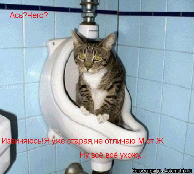 Котоматрица: Ась?Чего? Извиняюсь!Я уже старая,не отличаю М от Ж Ну всё,всё ухожу...