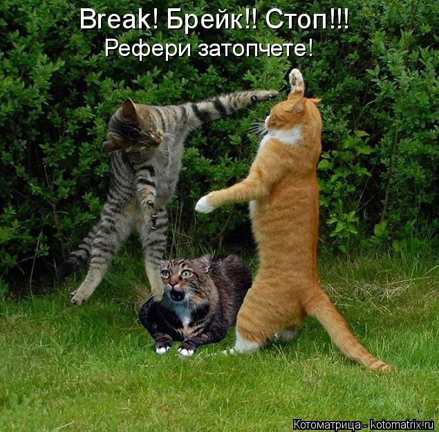 Котоматрица: Break! Брейк!! Стоп!!! Рефери затопчете!
