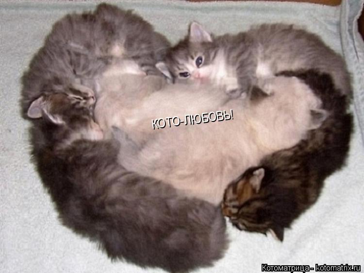Котоматрица: КОТО-ЛЮБОВЬ!