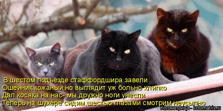 Котоматрица: Теперь на шухере сидим,шестью глазами смотрим неусыпно Дал косяка на нас- мы дружно ноги унесли Ошейник кожаный,но выглядит уж больно хлипк