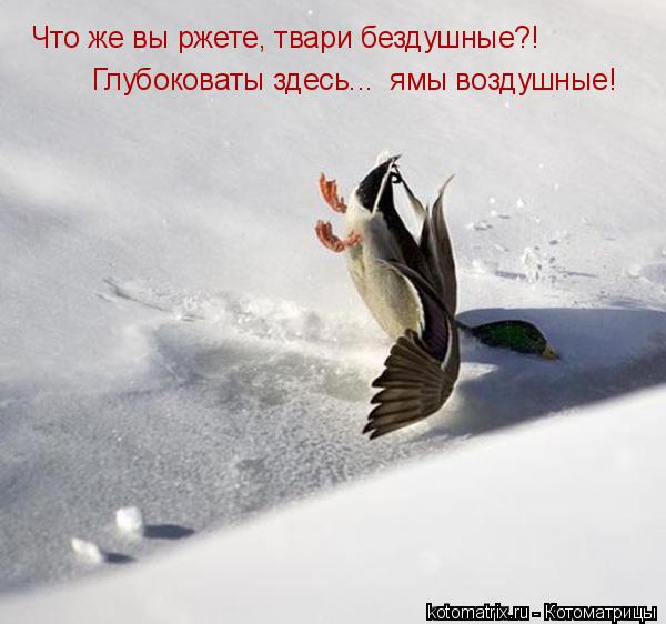 Что же вы ржете, твари бездушные?! Глубоковаты здесь... ямы воздушные!... Котоматрица: Что же вы ржете, твари бездушные?! Глубоковаты здесь... ямы воздушные!