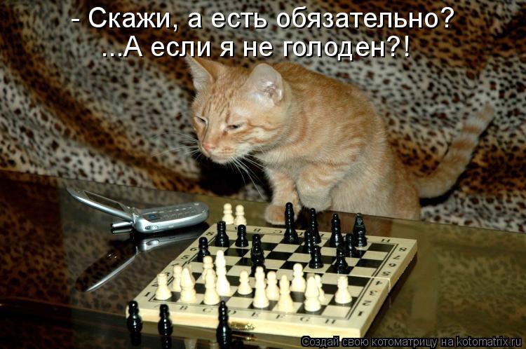 Котоматрица: - Скажи, а есть обязательно? ...А если я не голоден?!