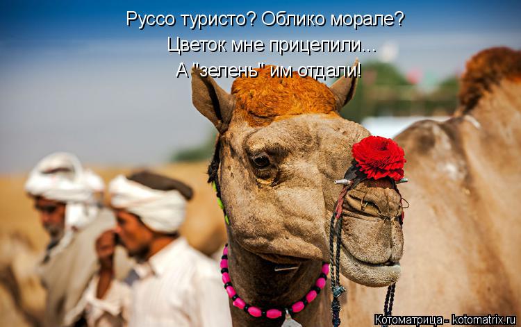 Котоматрица: Руссо туристо? Облико морале? А "зелень" им отдали! Цветок мне прицепили...