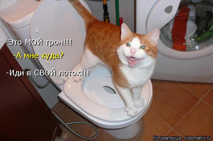 Котоматрица: -Это МОЙ трон!!! -А мне куда? -Иди в СВОЙ лоток!!!