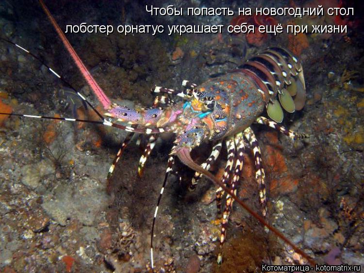 Котоматрица: Чтобы попасть на новогодний стол лобстер орнатус украшает себя ещё при жизни