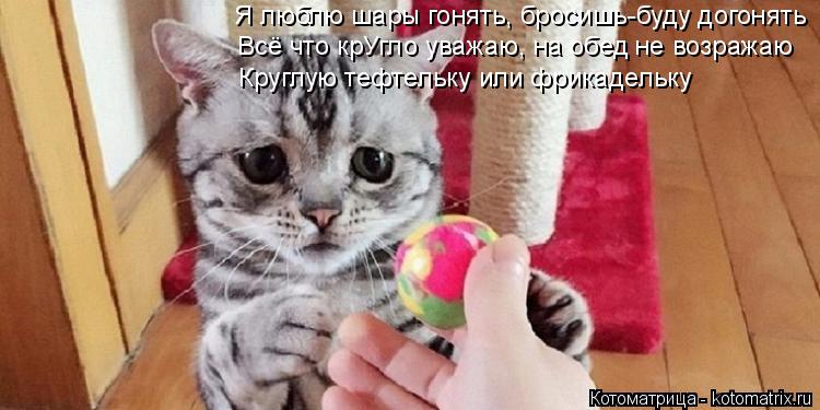 Котоматрица: Я люблю шары гонять, бросишь-буду догонять Всё что крУгло уважаю, на обед не возражаю Круглую тефтельку или фрикадельку