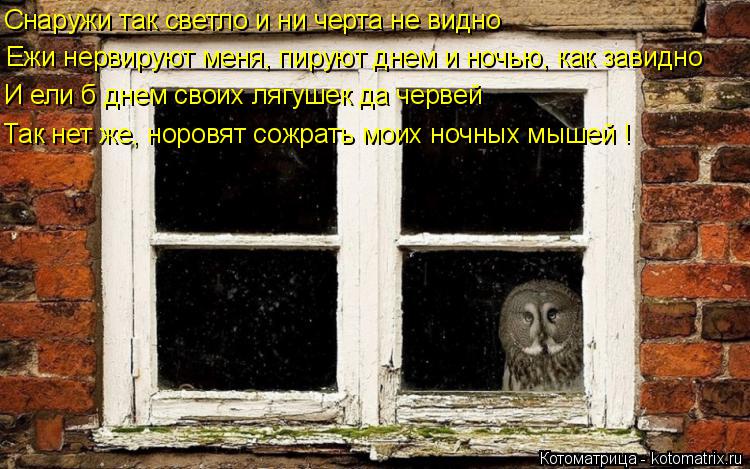 Котоматрица: Снаружи так светло и ни черта не видно И ели б днем своих лягушек да червей Так нет же, норовят сожрать моих ночных мышей ! Ежи нервируют меня