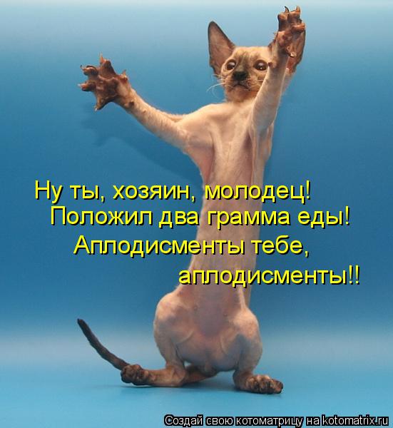 Котоматрица: Ну ты, хозяин, молодец! Положил два грамма еды! Аплодисменты тебе, аплодисменты!!