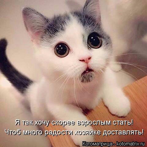 Котоматрица: Чтоб много радости хозяйке доставлять! Я так хочу скорее взрослым стать!