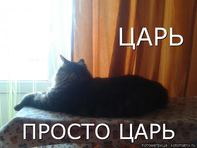 Котоматрица: ПРОСТО ЦАРЬ ЦАРЬ