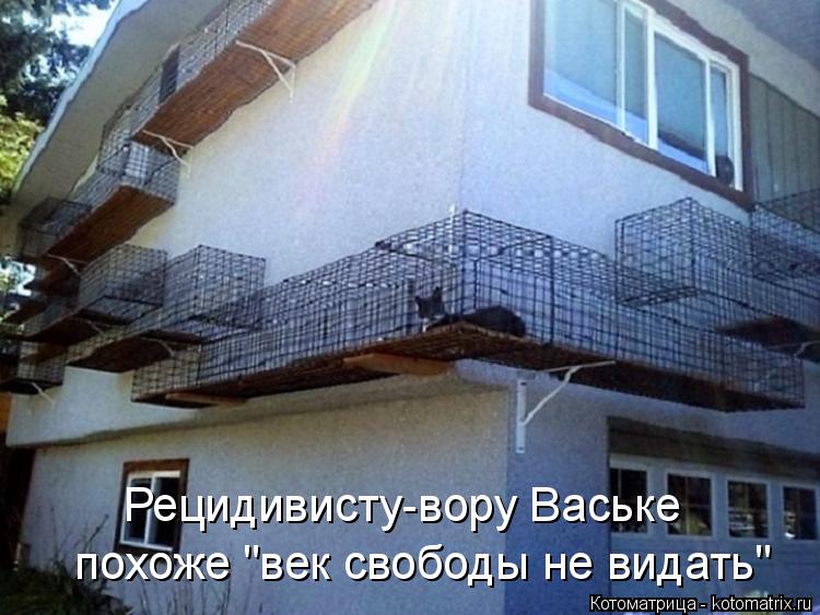 Котоматрица: Рецидивисту-вору Ваське похоже "век свободы не видать"