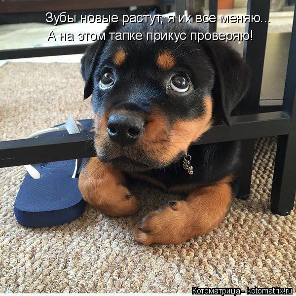 Котоматрица: Зубы новые растут, я их все меняю... А на этом тапке прикус проверяю!