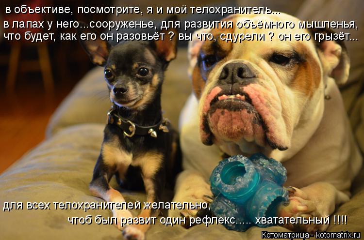 Котоматрица: в лапах у него...сооруженье, для развития объёмного мышленья,  в объективе, посмотрите, я и мой телохранитель... что будет, как его он разовьёт 