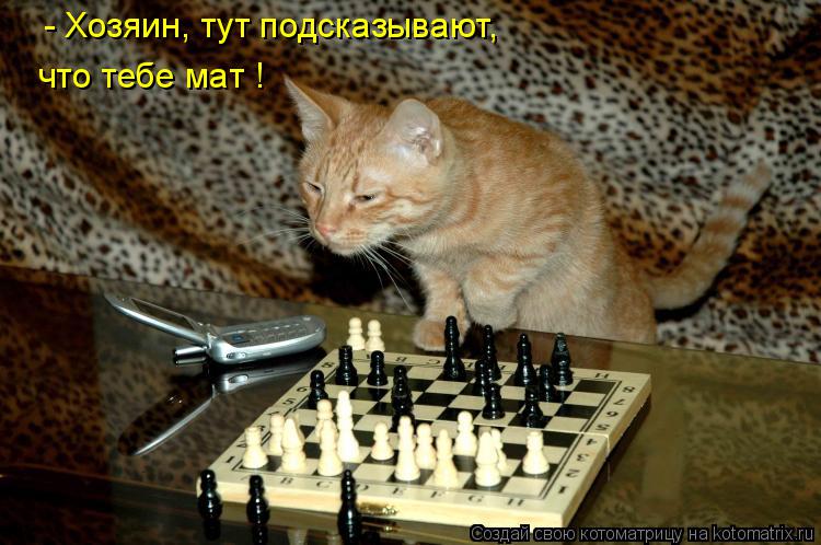 Котоматрица: - Хозяин, тут подсказывают, что тебе мат !