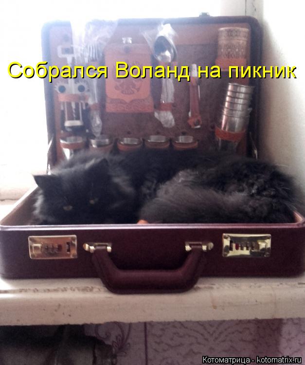 Котоматрица: Собрался Воланд на пикник