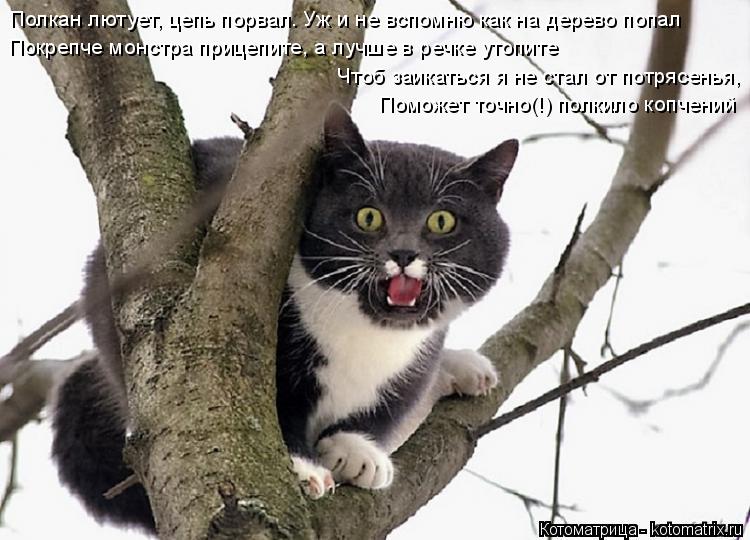 Котоматрица: Полкан лютует, цепь порвал. Уж и не вспомню как на дерево попал Покрепче монстра прицепите, а лучше в речке утопите Чтоб заикаться я не стал 