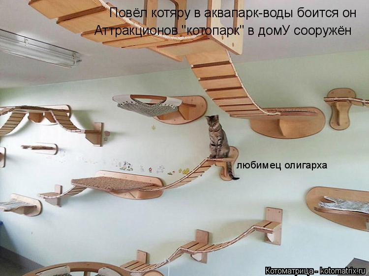Котоматрица: любимец олигарха Повёл котяру в аквапарк-воды боится он Аттракционов "котопарк" в домУ сооружён
