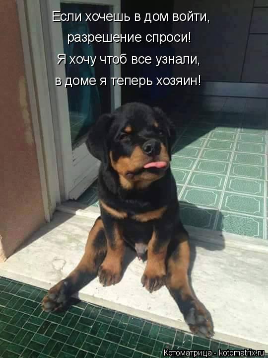 Котоматрица: Если хочешь в дом войти, разрешение спроси! в доме я теперь хозяин! Я хочу чтоб все узнали,