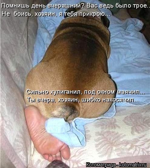 Котоматрица: Помнишь день вчерашний? Вас ведь было трое... Не  боись, хозяин, я тебя прикрою... Сильно хулиганил, под окном маячил... Ты вчера, хозяин, шибко н