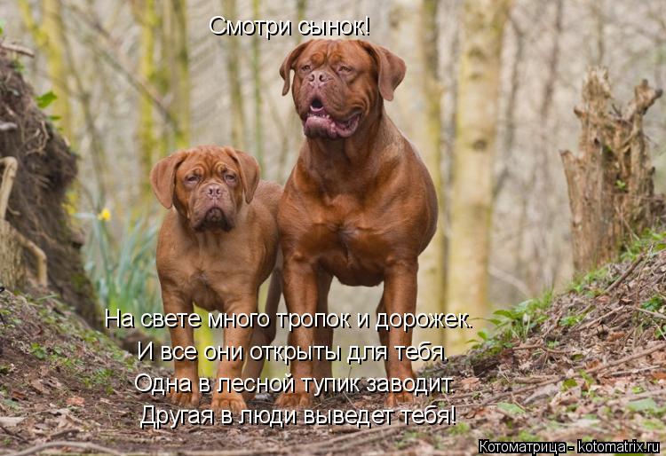 Котоматрица: Другая в люди выведет тебя! Одна в лесной тупик заводит. И все они открыты для тебя. Смотри сынок! На свете много тропок и дорожек.